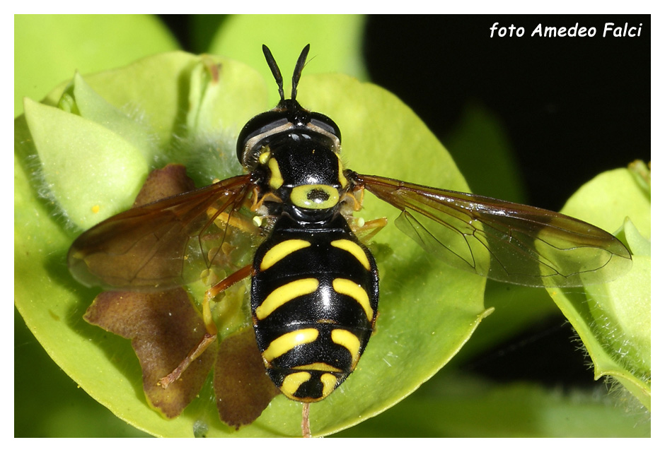 Chrysotoxum intermedium (Syrphidae) della Sicilia, conferma.